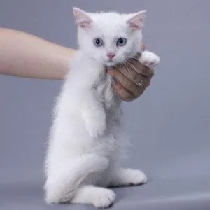 Munchkin shorthair kitties for sale