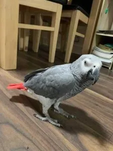 Friendly Very Affectionate Talking Very Tame African Grey
