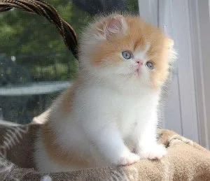 tica Registered Persian kittens