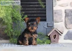 yorkie