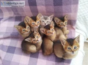 Abyssinian kittens boys and girls in litter