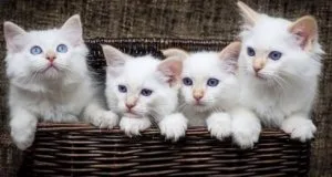 Purebred Ragdoll kittens  Ready for their new homes