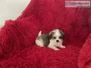 Pomeranian Shih Tzu Puppies