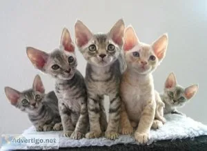 Devon Rex  kitten