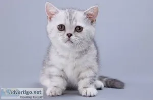 Munchkin shorthair kitties for sale