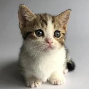 Munchkin shorthair kitties for sale