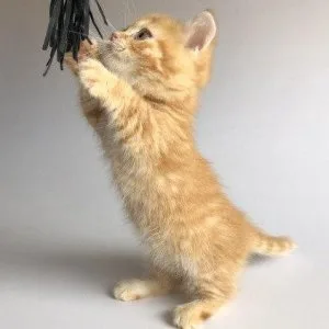 Munchkin shorthair kitties for sale