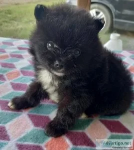 Handsome AKC Male Puppy