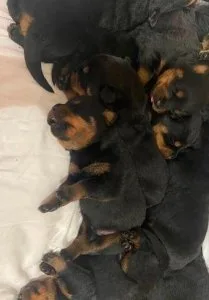 Kc registered Rottweilerschampion blood lines