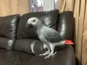 Handreared African grey parrot