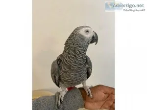Miko Male African Grey Parrots