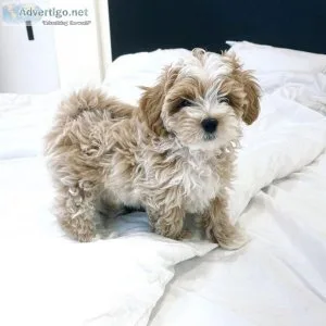 Cute Maltipoo Puppies for Re-Homing