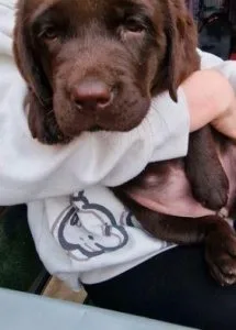 chunky show type labrador puppies