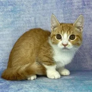 Munchkin shorthair kitties for sale
