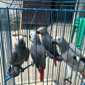 Talking African Grey Parrots