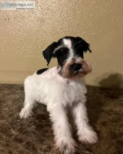 Mini schnauzers