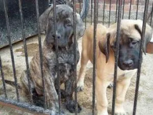 English Mastiff Puppies READY NOW