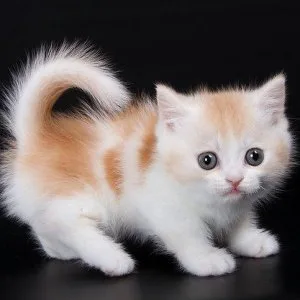Munchkin shorthair kitties for sale