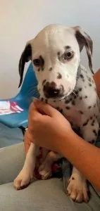 Dalmatian puppies ready to leave now