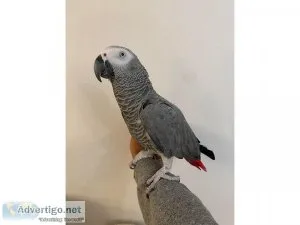 Breeding Pair of African Greys with Papers