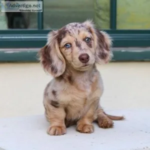 AKC Dachshunds  Puppies