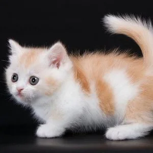 Munchkin shorthair kitties for sale