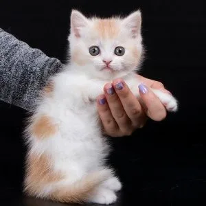 Munchkin shorthair kitties for sale