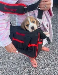Baby Beagle puppies 11 weeks 2 days old