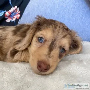 AKC Dachshunds  PUPPIES