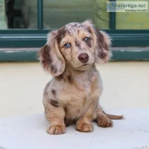 Dachshunds puppies for sale
