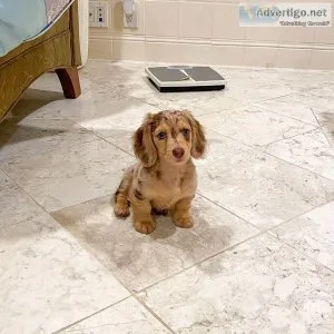 Looking for a loving home for our Dachshunds   pups