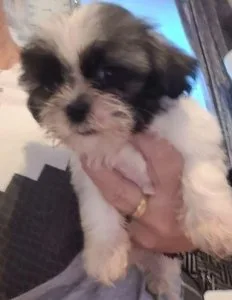 shih tzu puppies ready to leave now