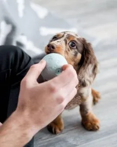 Loving Female Dachshunds Puppies