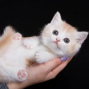 Munchkin shorthair kitties for sale