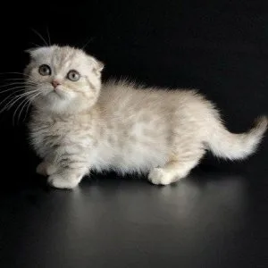 Munchkin shorthair kitties for sale