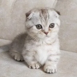 Munchkin shorthair kitties for sale