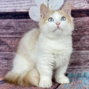 Munchkin shorthair kitties for sale