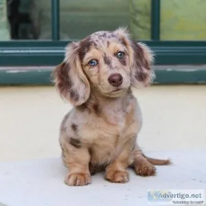 Adorable Christmas Dachshunds  puppies available