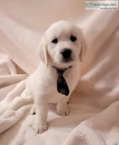 West Coast Golden Retriever puppies