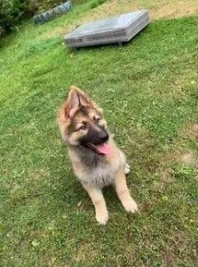 straight back German shepherd pups