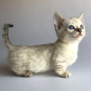 Munchkin shorthair kitties for sale