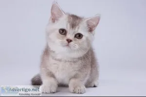 Munchkin shorthair kitties for sale