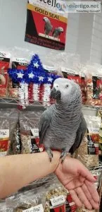 Gorgeous silly cuddly tame African grey baby