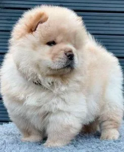 litters of chow chow puppies