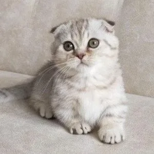 Munchkin shorthair kitties for sale