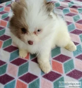 Stunning AKC Female Pomeranian Puppy