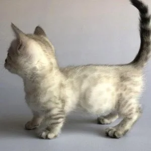 Munchkin shorthair kitties for sale