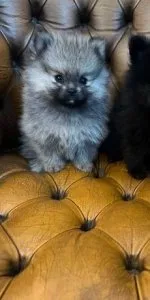 world-class Pomeranians for sale