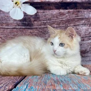 Munchkin shorthair kitties for sale