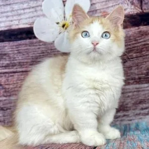 Munchkin shorthair kitties for sale